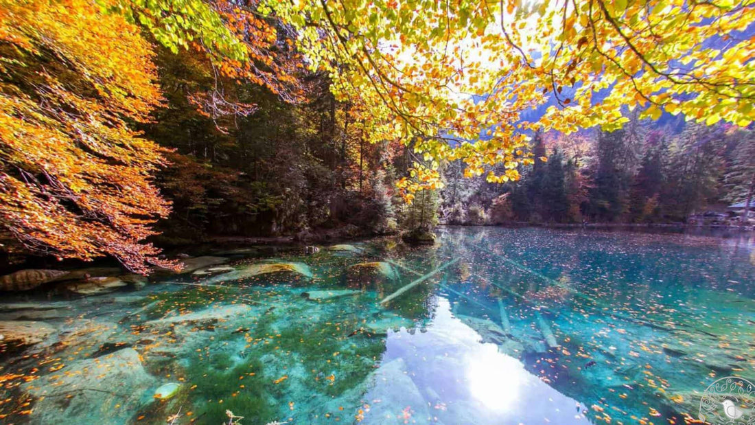 pioupiou_automne_suisse_blausee